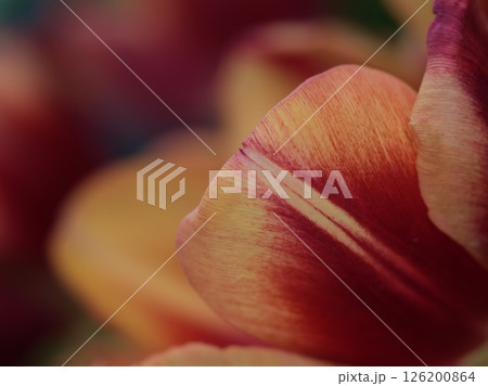 晴れた5月に咲いた美しいチューリップの花 126200864