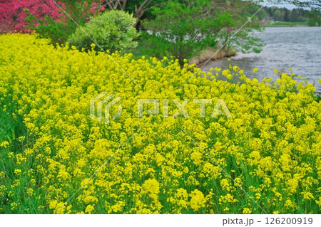 春の木崎湖　湖畔に咲く菜の花と花桃 126200919