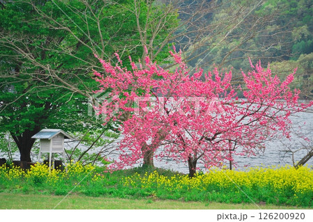 春の木崎湖　湖畔に咲く菜の花と花桃 126200920
