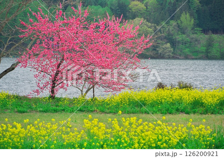 春の木崎湖　湖畔に咲く菜の花と花桃 126200921