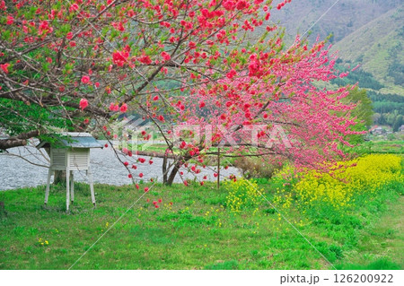 春の木崎湖　湖畔に咲く菜の花と花桃 126200922
