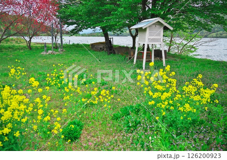 春の木崎湖　湖畔に咲く菜の花と花桃 126200923