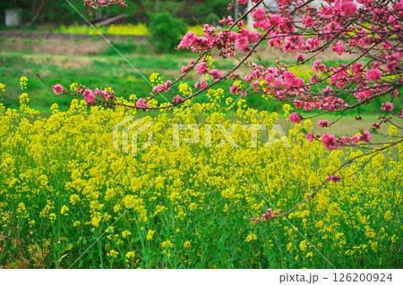 春の木崎湖 湖畔に咲く菜の花と花桃 春の木崎湖 湖畔に咲く菜の花と花桃 126200924