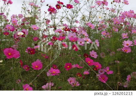 コスモス畑の中にある白い花 126201213
