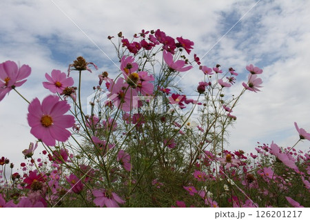 秋の空に映えるコスモス 秋の空に映えるコスモス 126201217