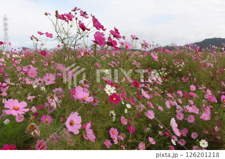 風に揺れるコスモス 126201218