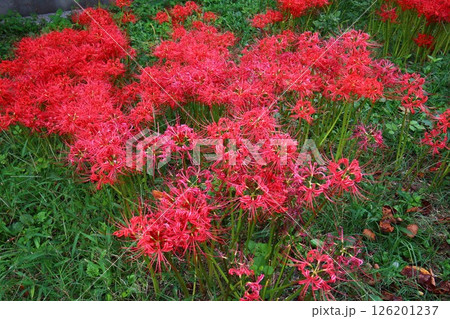 赤い彼岸花 126201237