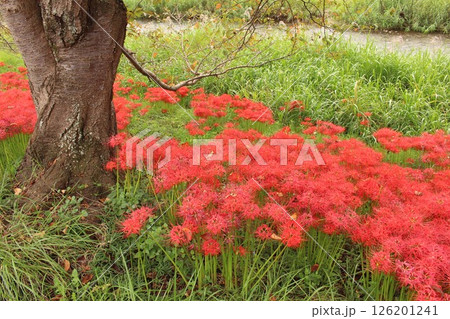 木を囲む彼岸花 木を囲む彼岸花 126201241