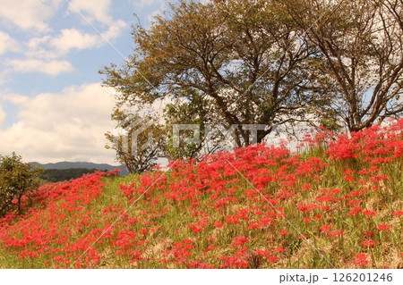 青空に映える彼岸花 126201246