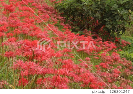 群生する彼岸花 群生する彼岸花 126201247