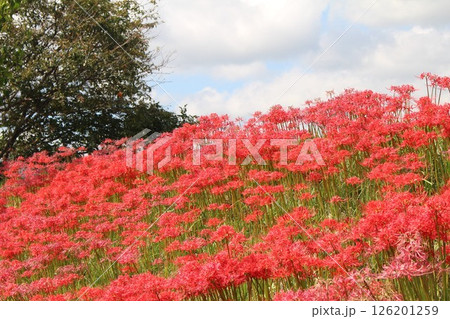 青空に映える彼岸花 126201259