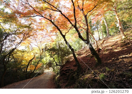 秋の紅葉に染まる日光 秋の紅葉に染まる日光 126201270