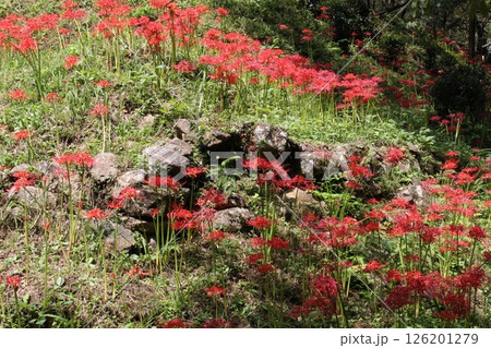 赤い彼岸花 126201279