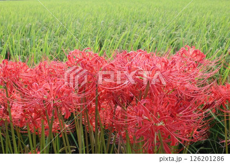 田んぼの畦に咲く彼岸花 126201286