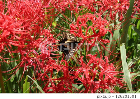 彼岸花とアゲハ蝶 126201301
