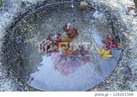 水に浮かぶ紅葉 126201306