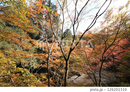 色とりどりに染まる紅葉 色とりどりに染まる紅葉 126201310