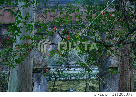 椿の花と水路閣 椿の花と水路閣 126201373