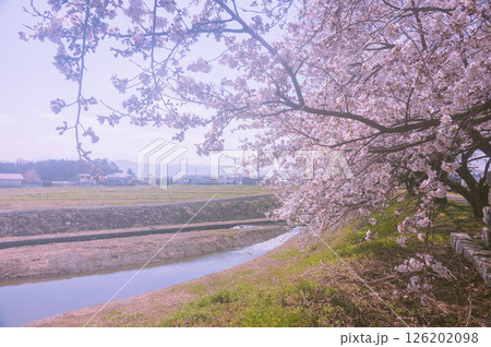 万水川沿いの桜並木【安曇野市】 万水川沿いの桜並木【安曇野市】 126202098
