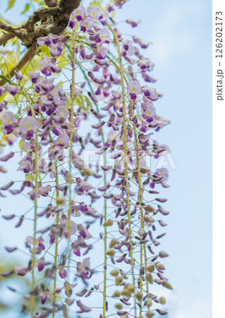 家の周りの草花　四季の色々  春弥生の頃　山寺の藤棚に紫の花が折り重なるように咲いています 126202173