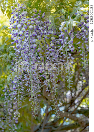 家の周りの草花 四季の色々 春弥生の頃 山寺の藤棚に紫の花が折り重なるように咲いています 家の周りの草花 四季の色々 春弥生の頃 山寺の藤棚に紫の花が折り重なるように咲いています 126202188