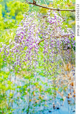 家の周りの草花 四季の色々 春弥生の頃 山寺の藤棚に紫の花が折り重なるように咲いています 家の周りの草花 四季の色々 春弥生の頃 山寺の藤棚に紫の花が折り重なるように咲いています 126202212