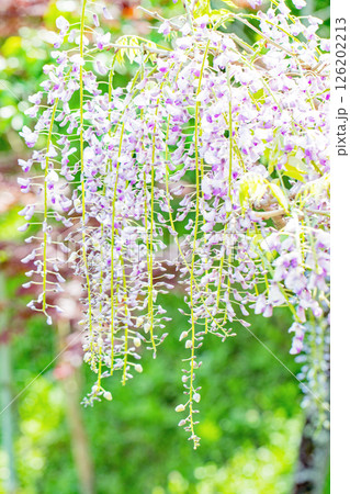 家の周りの草花 四季の色々 春弥生の頃 山寺の藤棚に紫の花が折り重なるように咲いています 家の周りの草花 四季の色々 春弥生の頃 山寺の藤棚に紫の花が折り重なるように咲いています 126202213