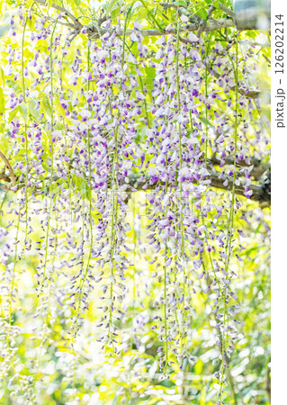 家の周りの草花 四季の色々 春弥生の頃 山寺の藤棚に紫の花が折り重なるように咲いています 家の周りの草花 四季の色々 春弥生の頃 山寺の藤棚に紫の花が折り重なるように咲いています 126202214