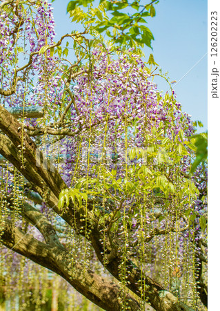 家の周りの草花　四季の色々  春弥生の頃　山寺の藤棚に紫の花が折り重なるように咲いています 126202223