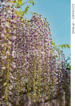 家の周りの草花　四季の色々  春弥生の頃　山寺の藤棚に紫の花が折り重なるように咲いています 126202225