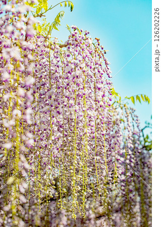 家の周りの草花　四季の色々  春弥生の頃　山寺の藤棚に紫の花が折り重なるように咲いています 126202226