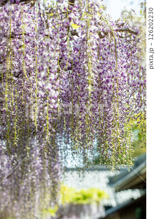 家の周りの草花 四季の色々 春弥生の頃 山寺の藤棚に紫の花が折り重なるように咲いています 家の周りの草花 四季の色々 春弥生の頃 山寺の藤棚に紫の花が折り重なるように咲いています 126202230
