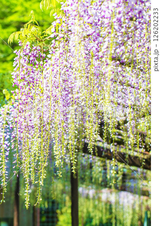 家の周りの草花 四季の色々 春弥生の頃 山寺の藤棚に紫の花が折り重なるように咲いています 家の周りの草花 四季の色々 春弥生の頃 山寺の藤棚に紫の花が折り重なるように咲いています 126202233