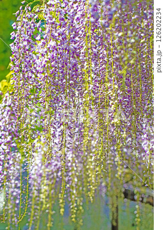 家の周りの草花 四季の色々 春弥生の頃 山寺の藤棚に紫の花が折り重なるように咲いています 家の周りの草花 四季の色々 春弥生の頃 山寺の藤棚に紫の花が折り重なるように咲いています 126202234