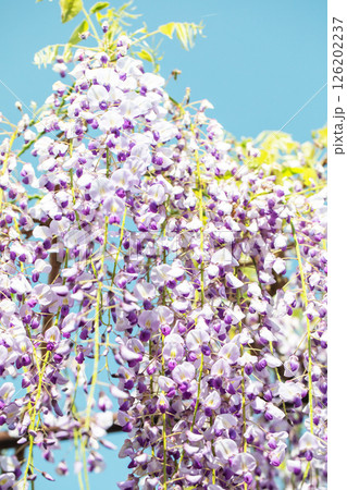 家の周りの草花 四季の色々 春弥生の頃 山寺の藤棚に紫の花が折り重なるように咲いています 家の周りの草花 四季の色々 春弥生の頃 山寺の藤棚に紫の花が折り重なるように咲いています 126202237