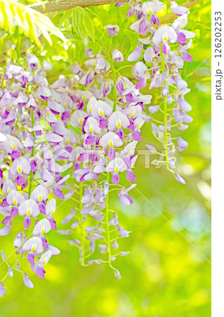 家の周りの草花 四季の色々 春弥生の頃 山寺の藤棚に紫の花が折り重なるように咲いています 家の周りの草花 四季の色々 春弥生の頃 山寺の藤棚に紫の花が折り重なるように咲いています 126202253