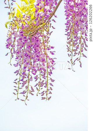 家の周りの草花　四季の色々  春弥生の頃　山寺の藤棚に紫の花が折り重なるように咲いています 126202266