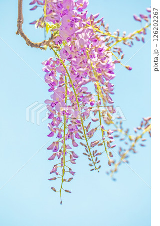 家の周りの草花 四季の色々 春弥生の頃 山寺の藤棚に紫の花が折り重なるように咲いています 家の周りの草花 四季の色々 春弥生の頃 山寺の藤棚に紫の花が折り重なるように咲いています 126202267