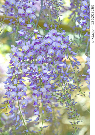 家の周りの草花　四季の色々  春弥生の頃　山寺の藤棚に紫の花が折り重なるように咲いています 126202269