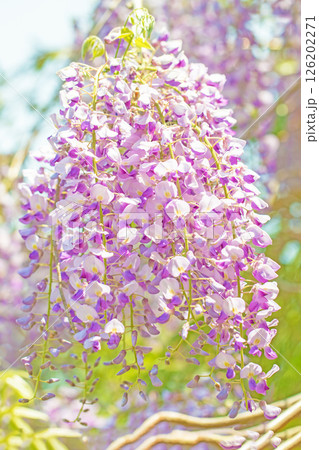 家の周りの草花　四季の色々  春弥生の頃　山寺の藤棚に紫の花が折り重なるように咲いています 126202271