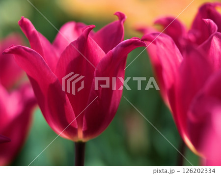 晴れた5月に咲いた美しいチューリップの花 晴れた5月に咲いた美しいチューリップの花 126202334