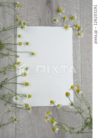 カモミールレター カモミールレター 126203291