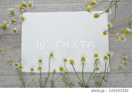 カモミールレター 126203292