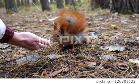 Wild cute squirrel sniffing nuts from female arm at forest. Curious fluffy rodent snuffing food from hand of young girl outdoor. Woman feeding small sciurus to walnuts at autumn park. Slow motion 126203522