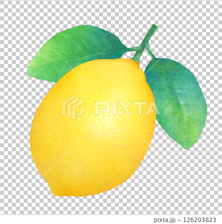 Hand-drawn illustration of lemon with leaves_Watercolor_Fresh citrus fruit 126203823