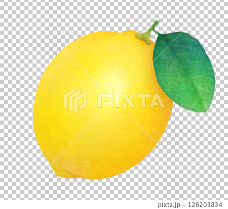 帶葉子的檸檬手繪插圖_水彩_新鮮柑橘類水果 126203834