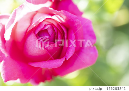 ローズガーデン 126203841