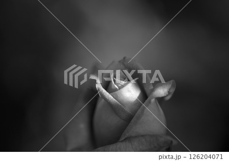 淫靡な薔薇 淫靡な薔薇 126204071