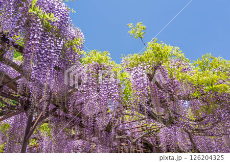 藤の花 藤の花 126204325