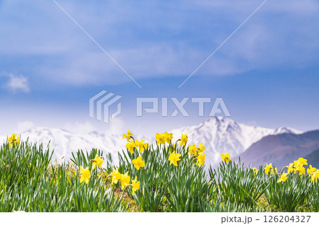 黄色い水仙と中央アルプス 126204327